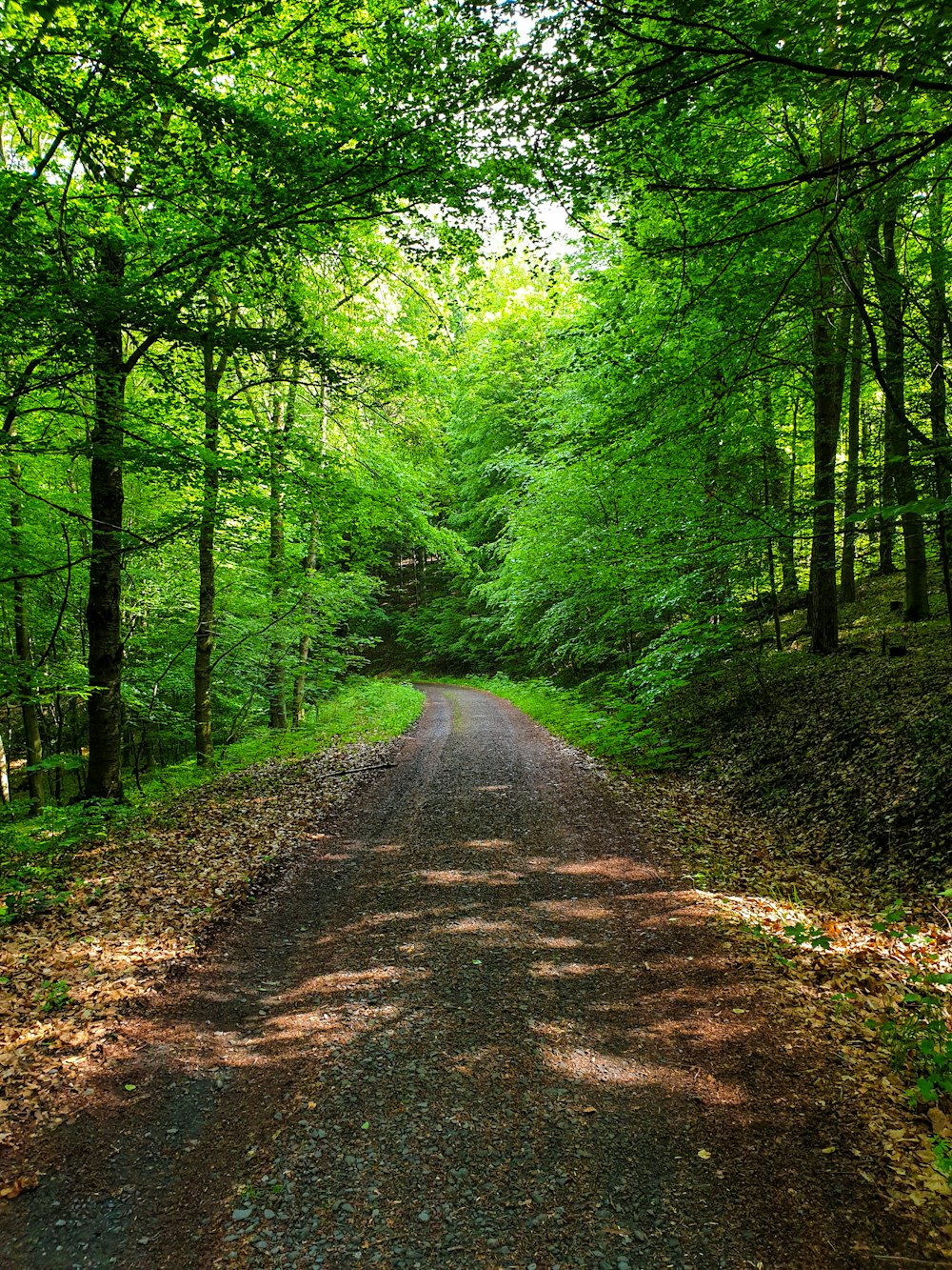 chemin de terre brun bordé d’arbres