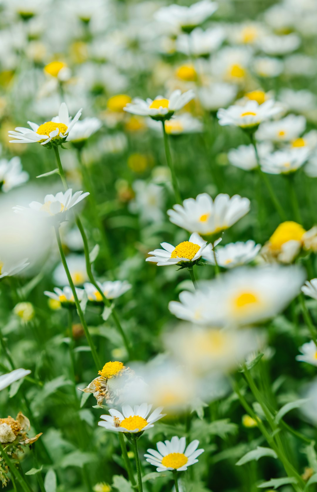 white and yellow flowers in bloom