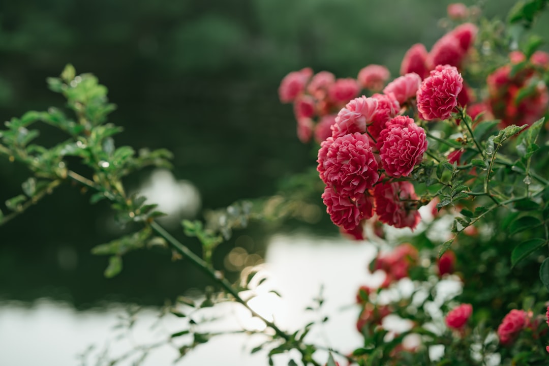 selective focus photography of pink flower