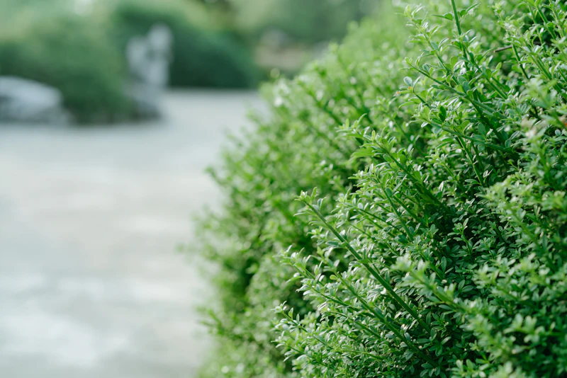 Trimmed hedges