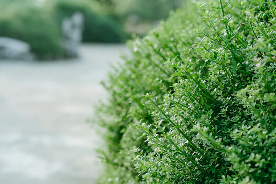 Neatly trimmed hedges
