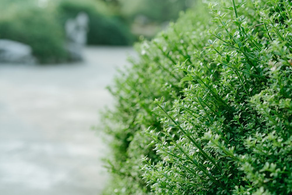 green leafy bushes