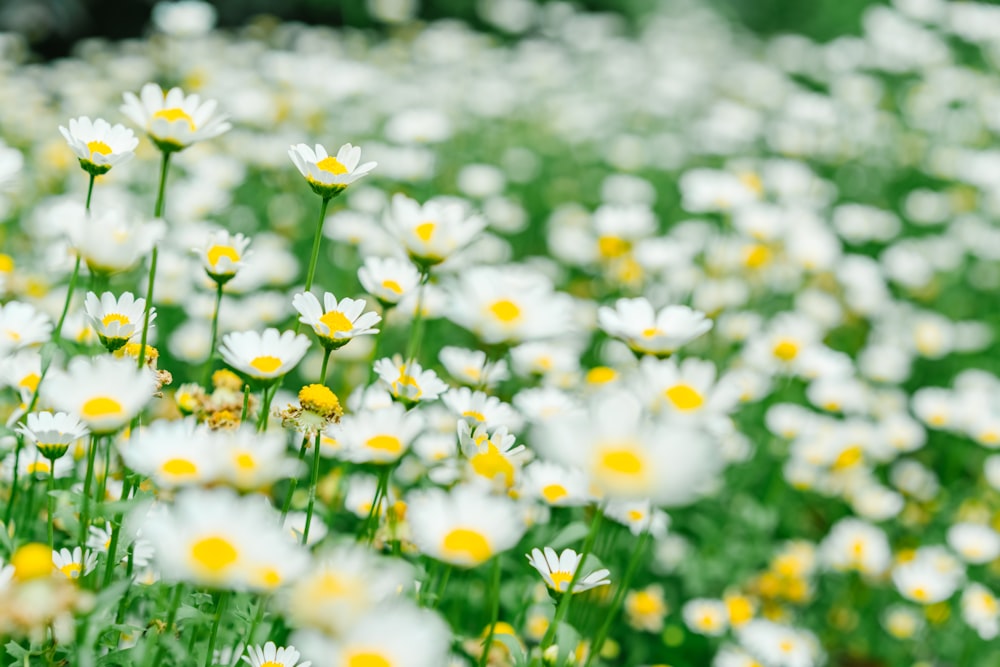 Weiße und gelbe Blumen blühen