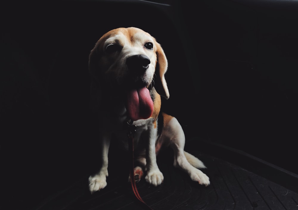 selective focus photography of brown dog