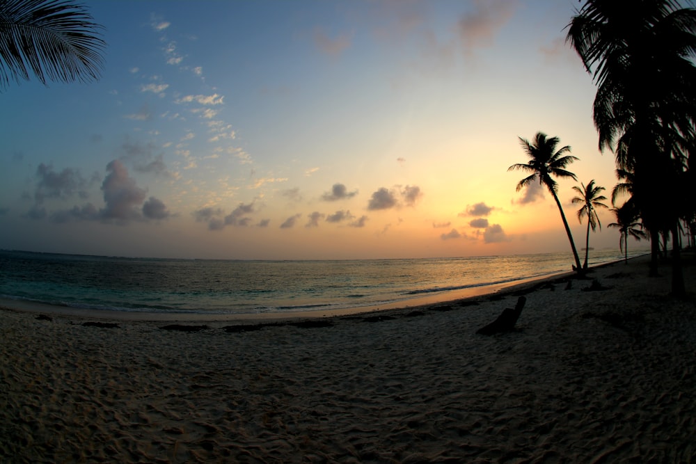 seashore during golden hour