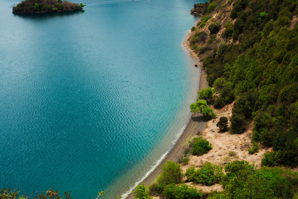 green trees beside body of water