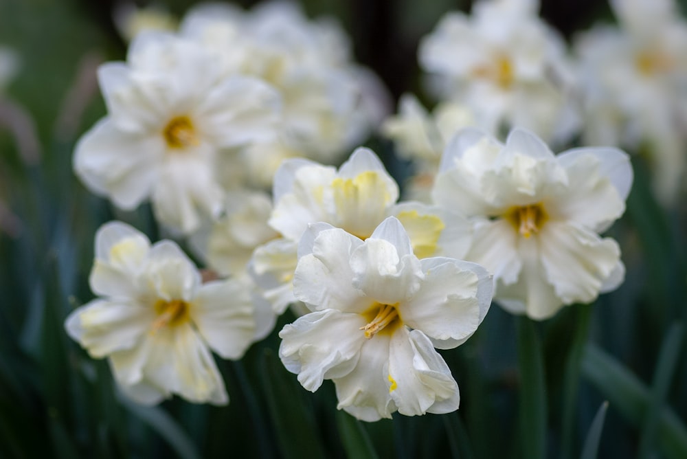 white flowers in bloom