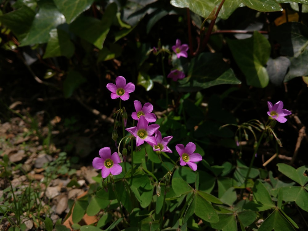 purple flowers in bloom