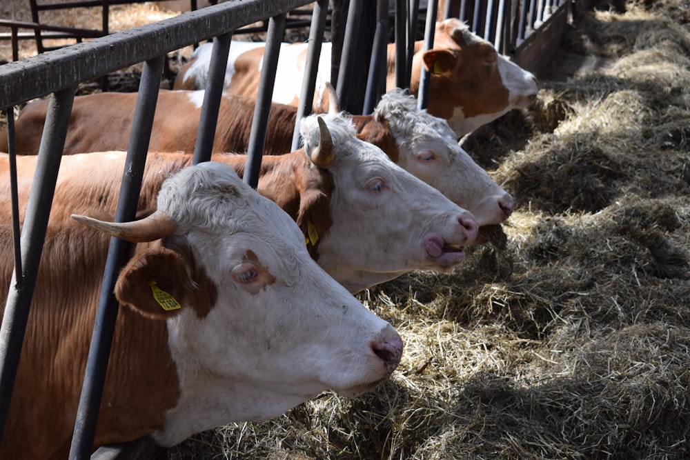 four brown and white cattles in cage