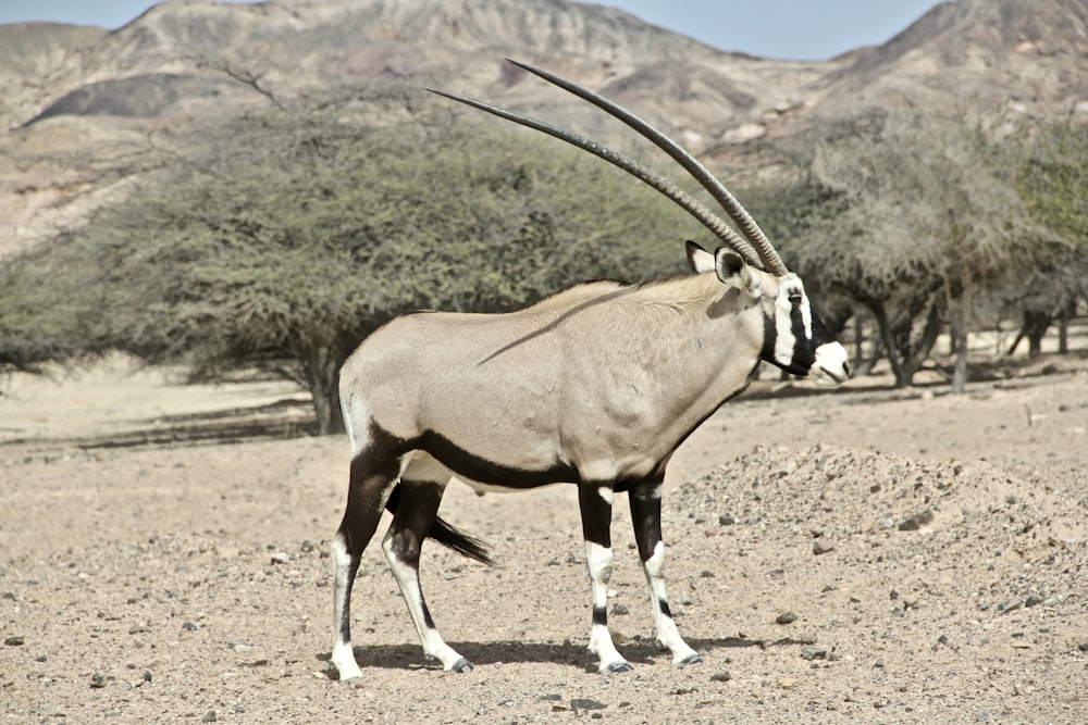 gray antelope