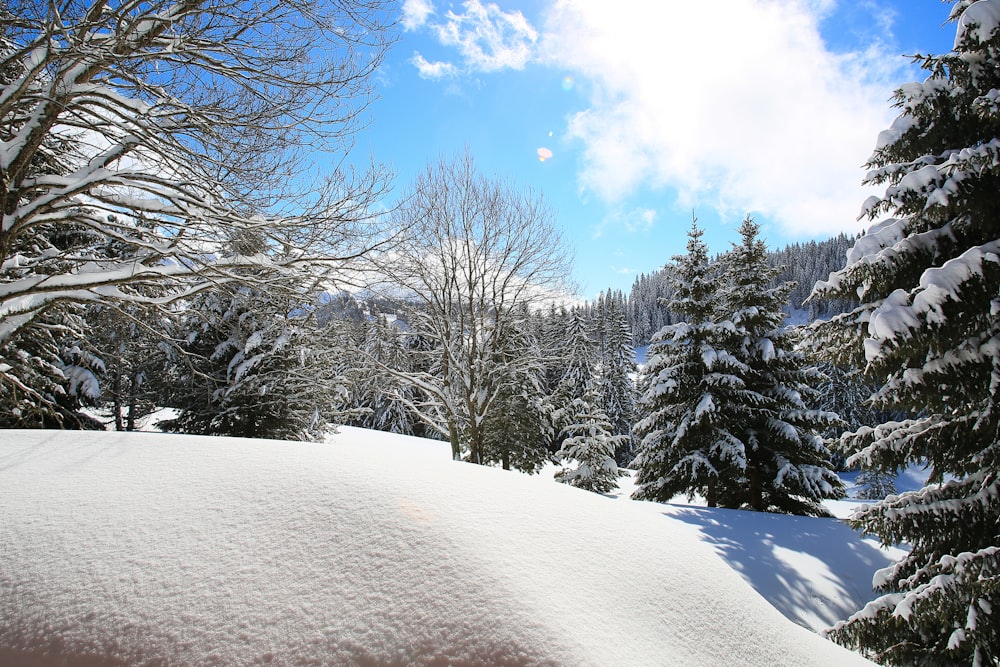 trees surrounded with snow