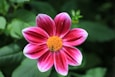 selective focus photography of pink flower
