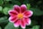 selective focus photography of pink flower