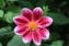 selective focus photography of pink flower