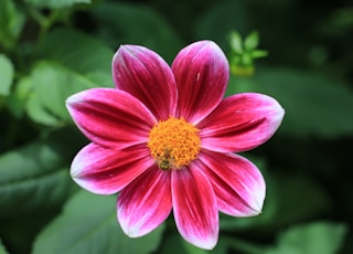 selective focus photography of pink flower