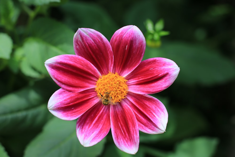 selective focus photography of pink flower