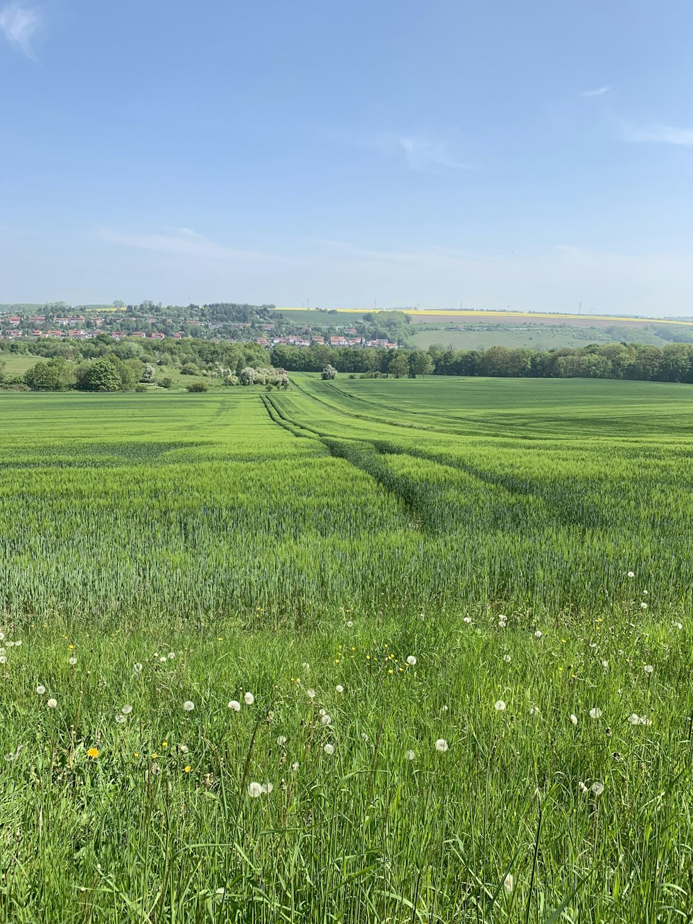 green grass field