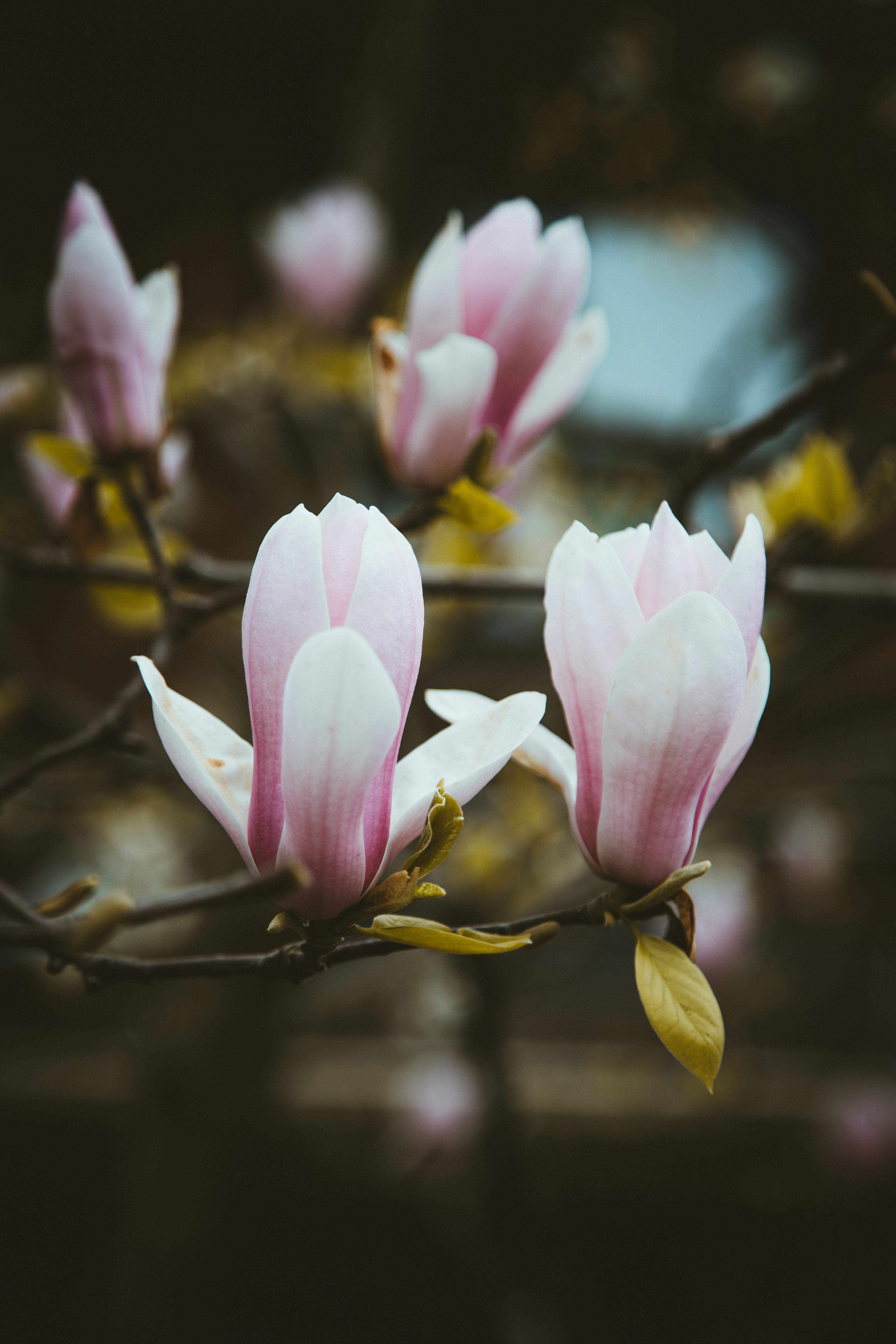 Photo by aloragriffiths