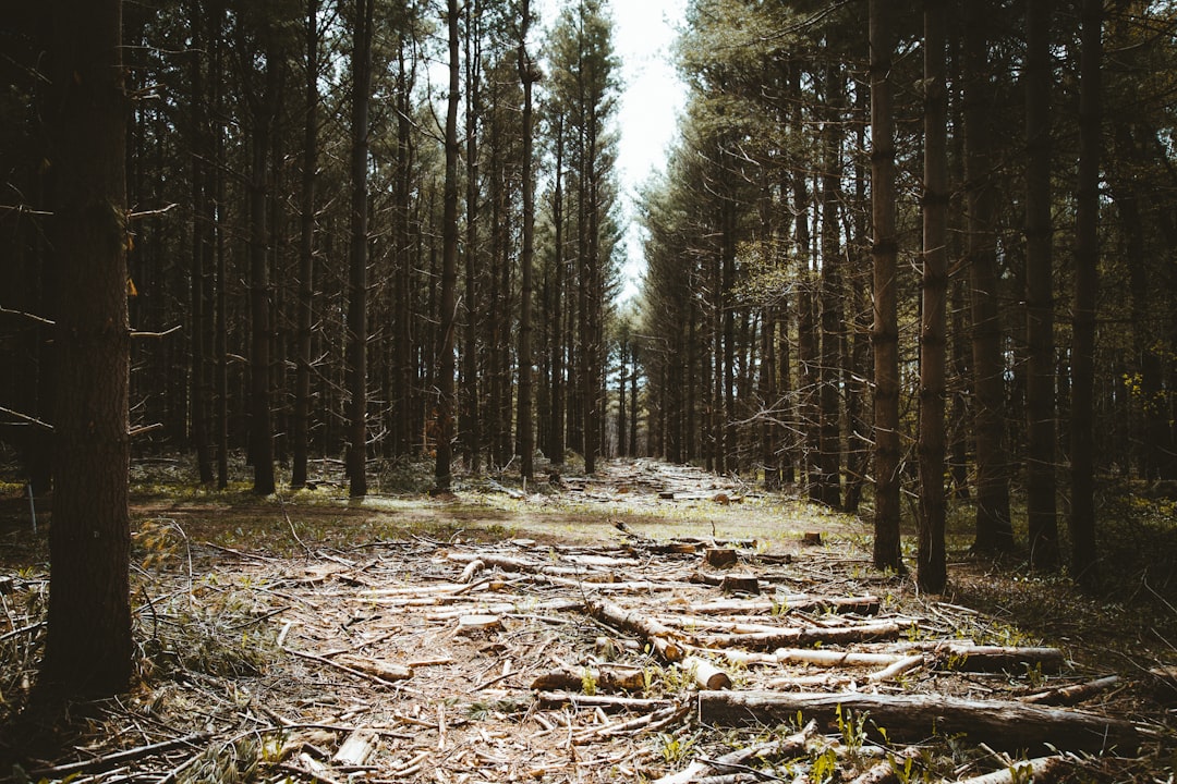 lined trees during daytime