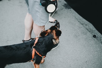 A hand holding a retractable leash with a comfortable grip, set against a park background.