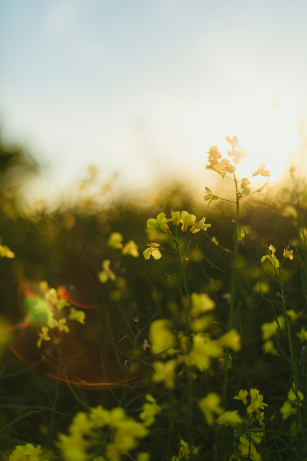 closeup photography of yellow-petaled flower