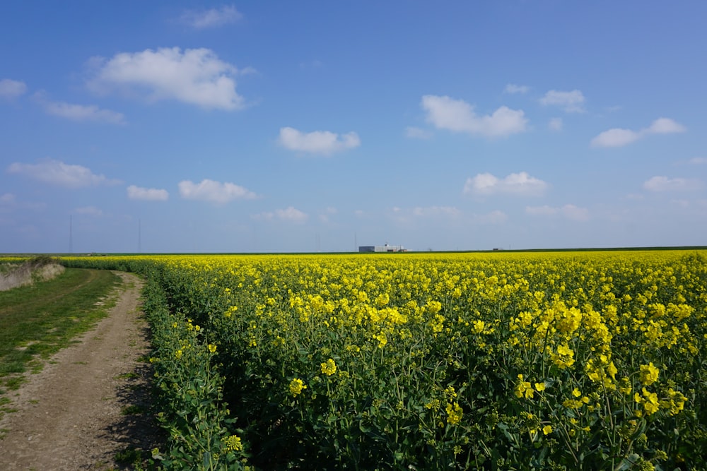 flower field