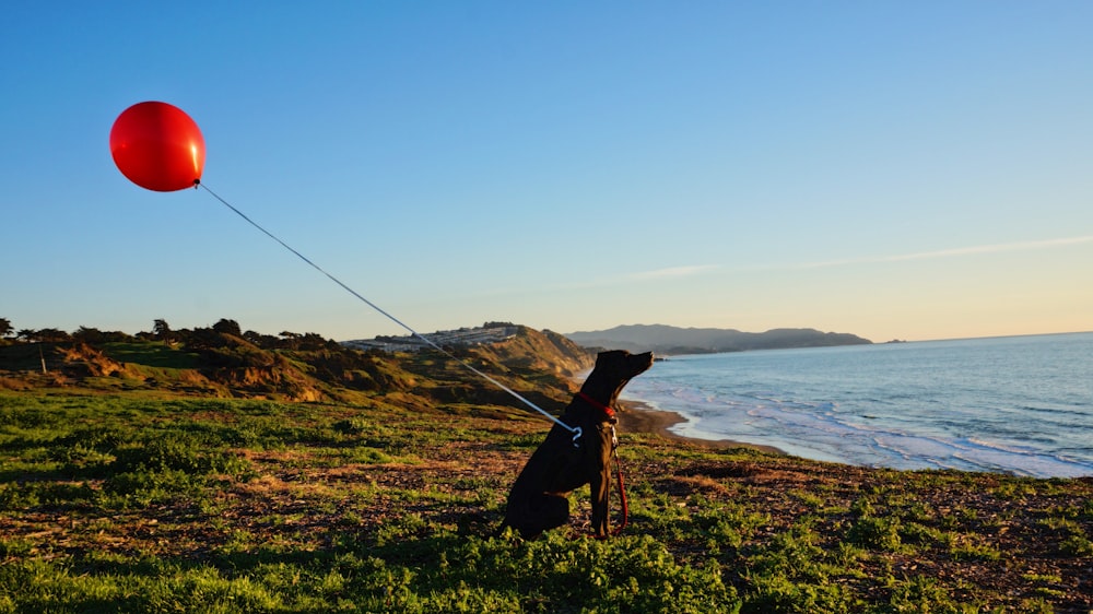 dog with balloon near ocean