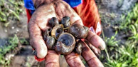 Hands carefully sorting and cleaning snails in a bright, clean processing facility.
