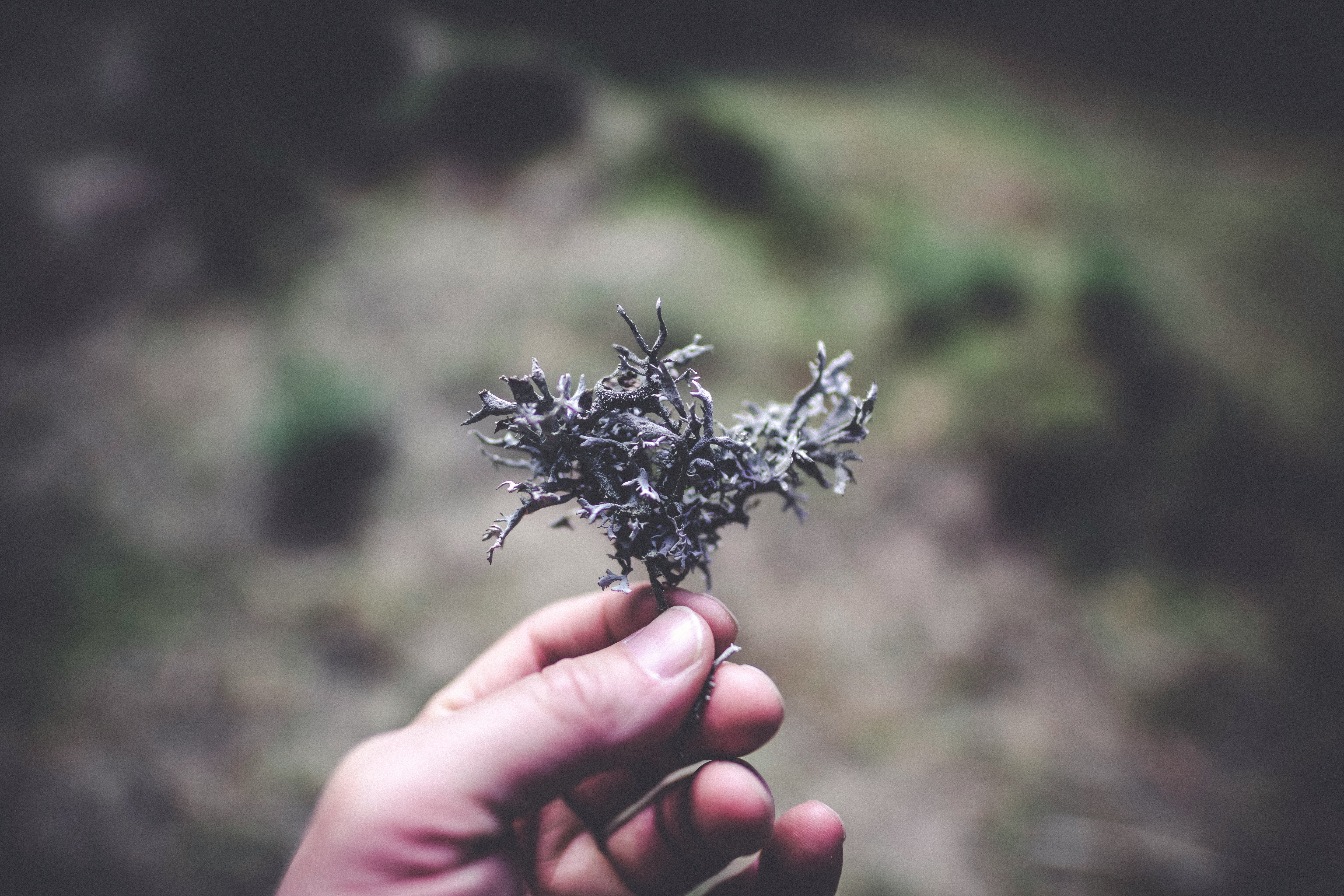 person holding black flower