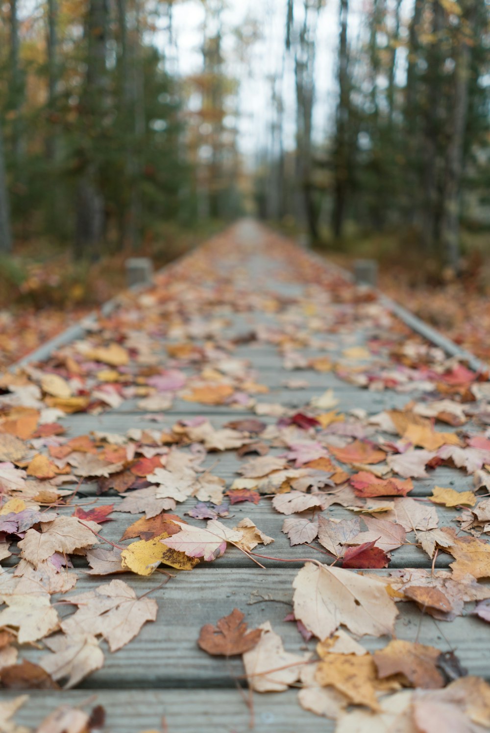 brown leaves