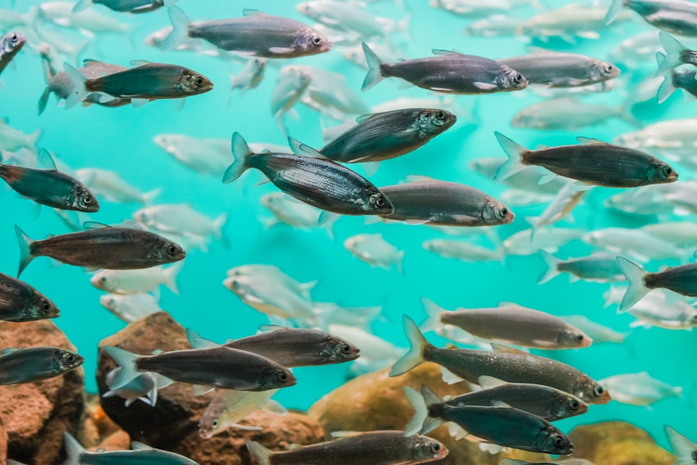 banco de peces bajo el agua