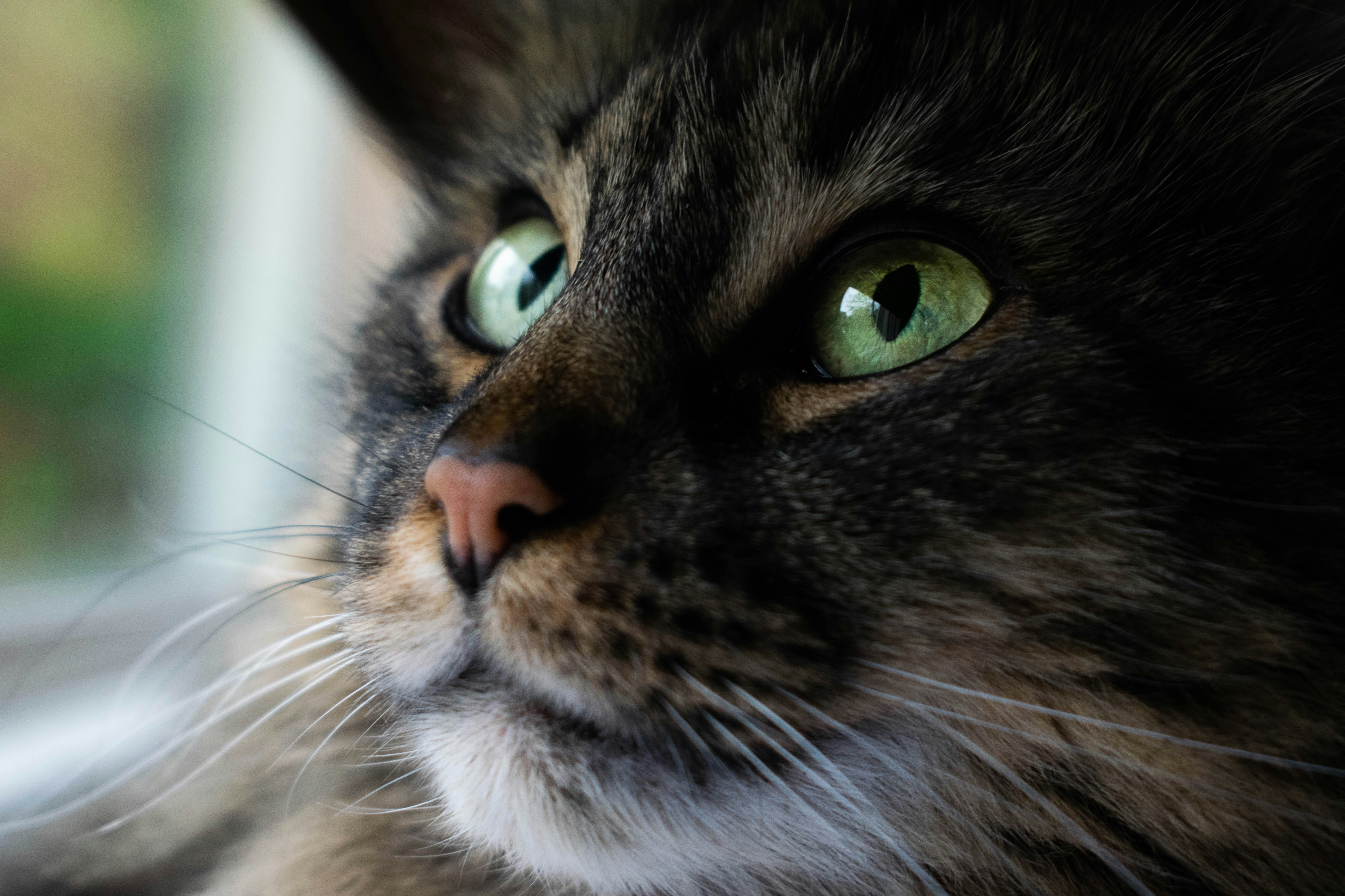 Black and brown cat closeup photography photo Free Cat Image on Unsplash