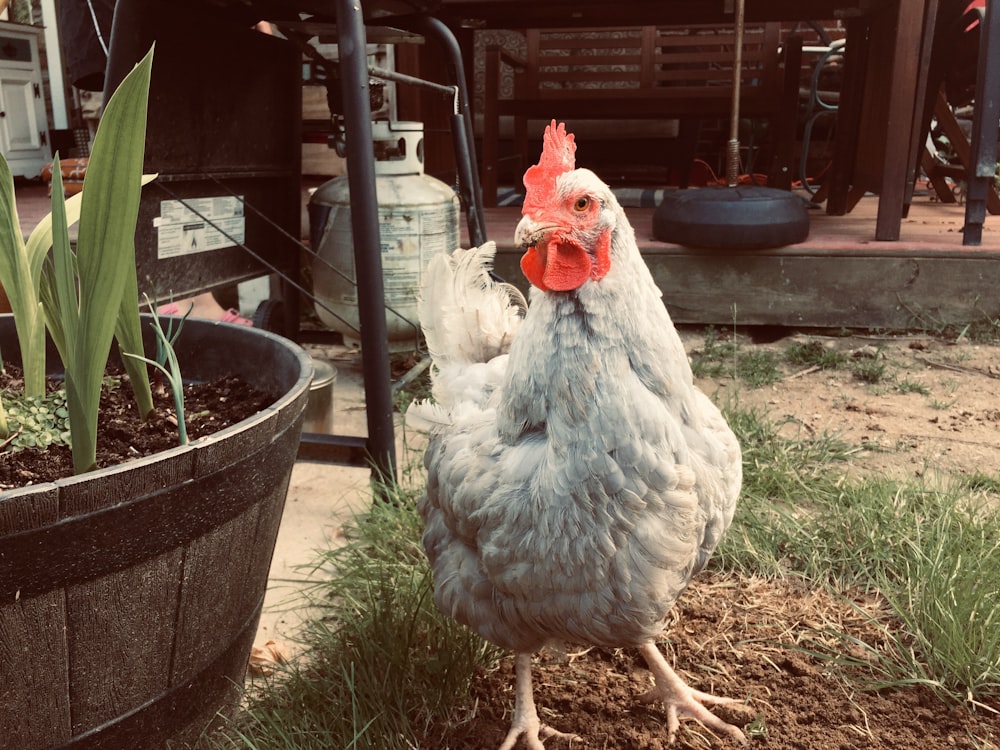 white chicken hen