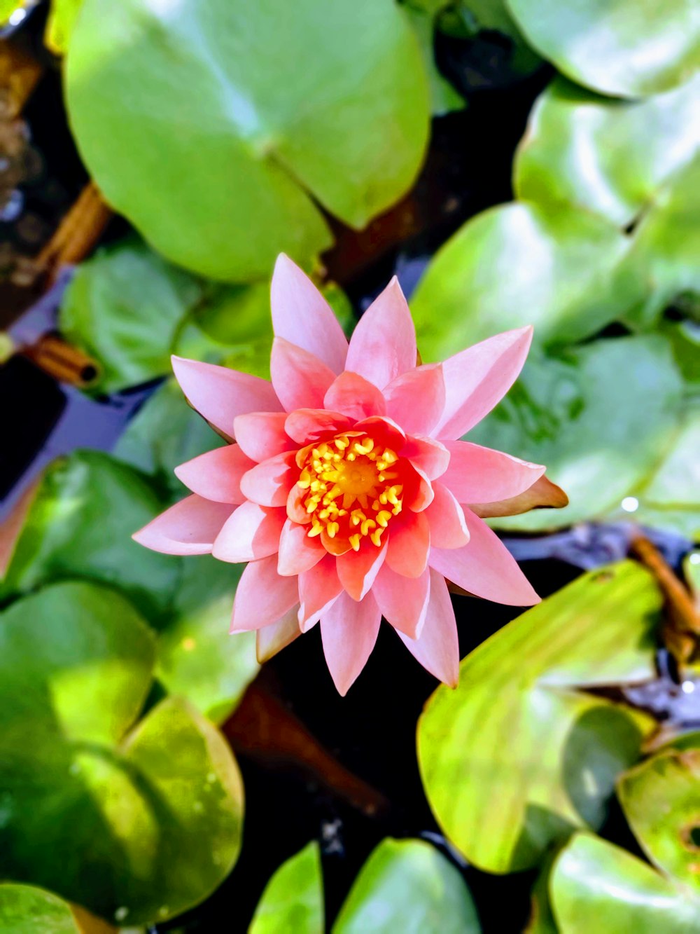 pink and yellow flower bloom during daytime