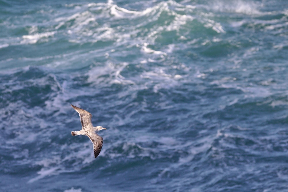 seagull flying above body of water