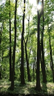 Tall trees with slender trunks reaching towards the sky. The sun peeks through the leaves, creating a dappled light effect on the forest floor. Lush green foliage fills the scene, conveying a thriving woodland environment.