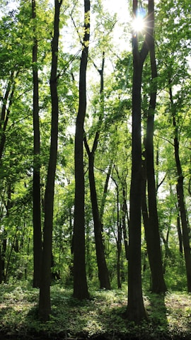 Tall trees with slender trunks reaching towards the sky. The sun peeks through the leaves, creating a dappled light effect on the forest floor. Lush green foliage fills the scene, conveying a thriving woodland environment.