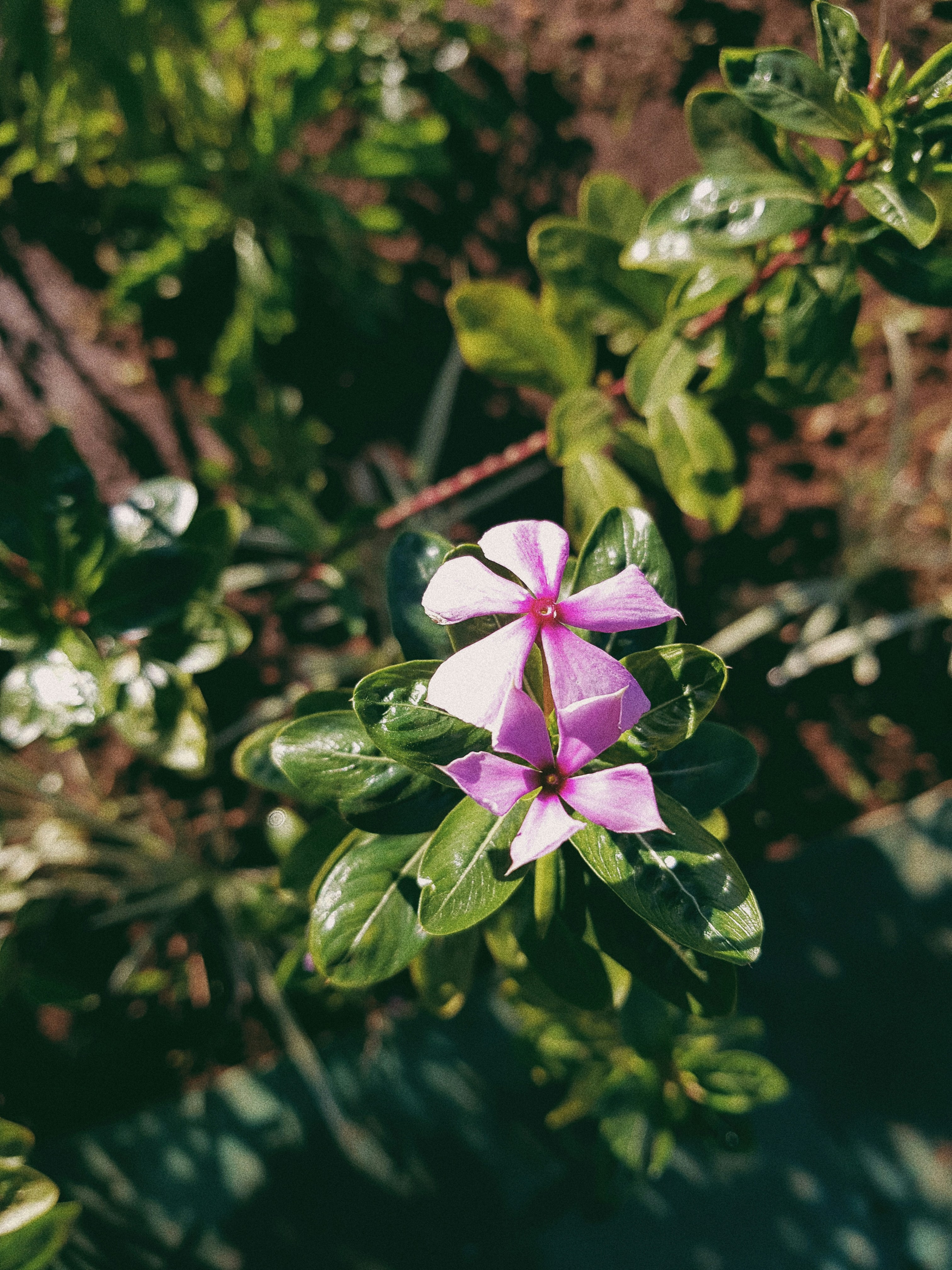 Photo by pineapplexpizza