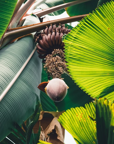 A large, vibrant arrangement of green foliage with a cluster of unripe bananas hanging prominently from a sturdy stem. The banana flower is visible below the bananas, adding contrast with its soft purple hue. The large, glossy leaves fan outwards, creating a sense of lushness and tropical abundance.