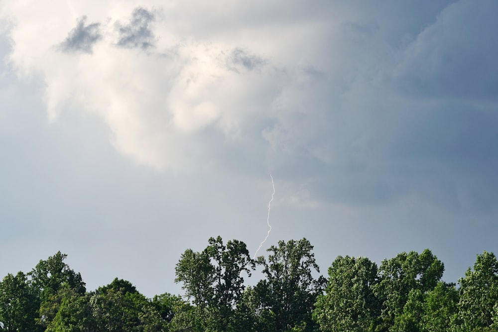 trees under gray clouds and lightning