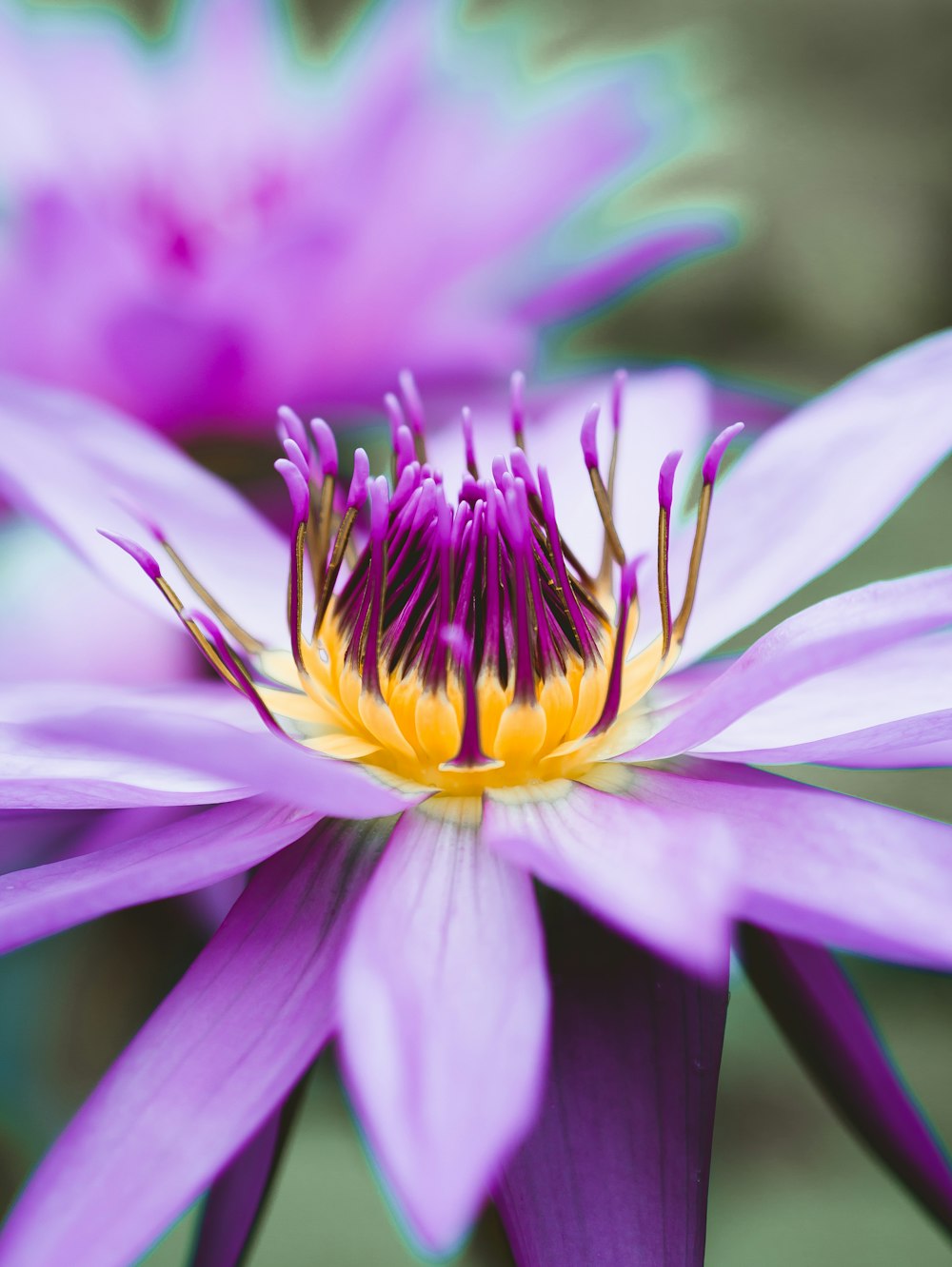 closeup photography of yellow and purple-petaled flower
