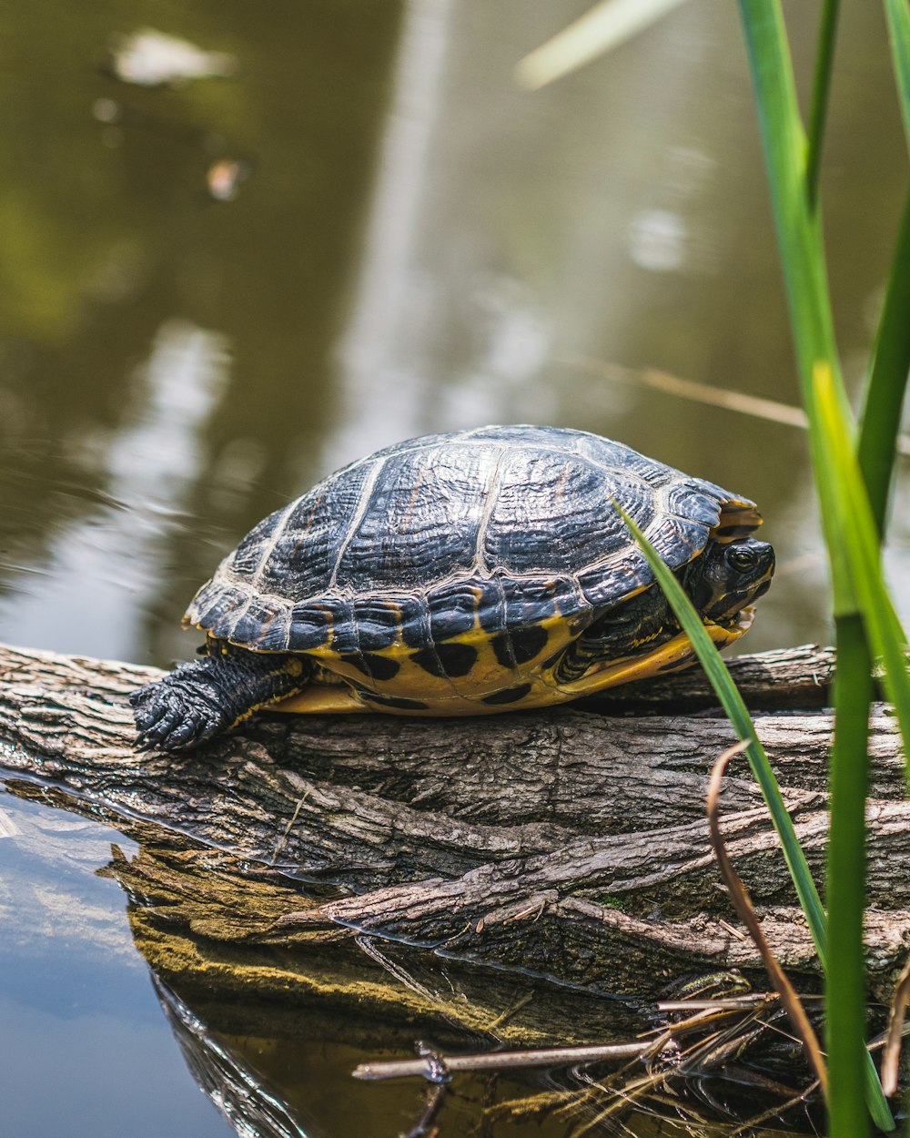 black turtle