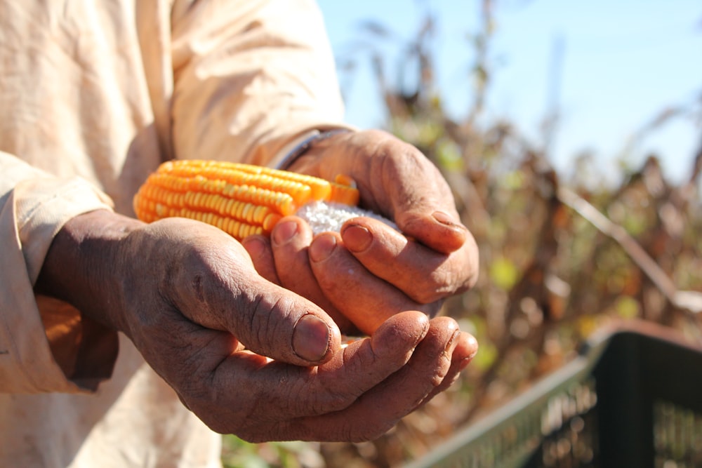 pessoa segurando milho na mão
