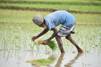 A person is bent over, working in a rice field, holding a bunch of rice seedlings in their hands. The field is flooded, and the water reflects both the person and the green rice plants.