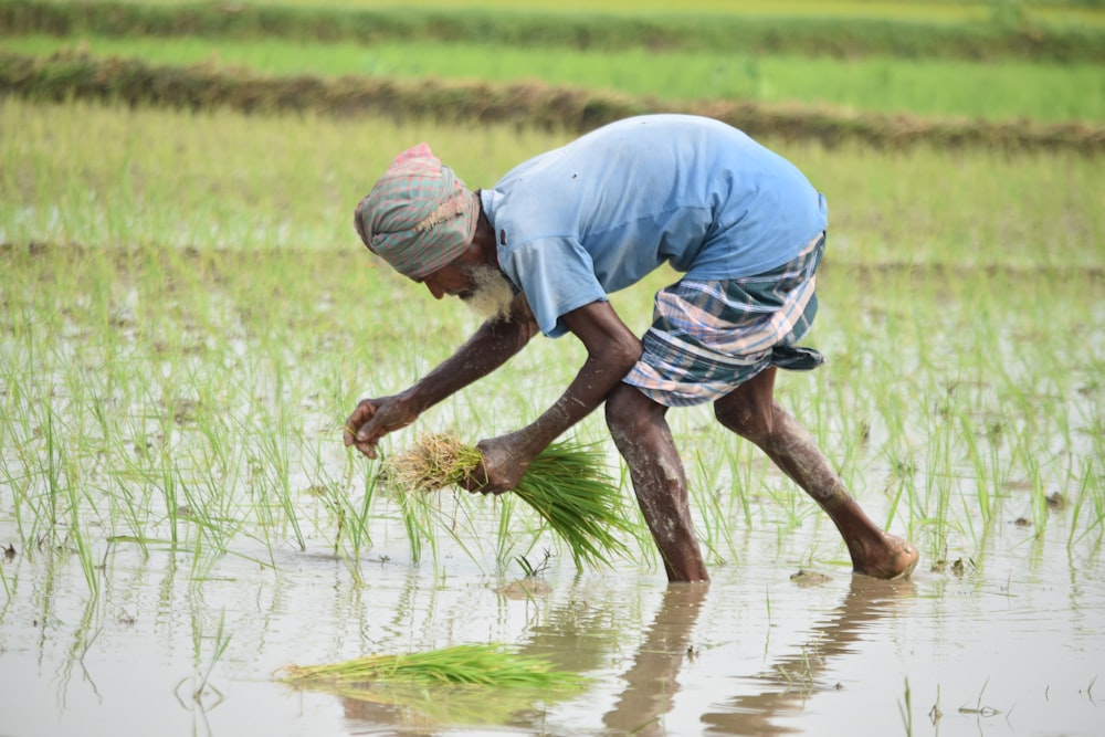 hombre con camiseta azul plantando arroz en los campos