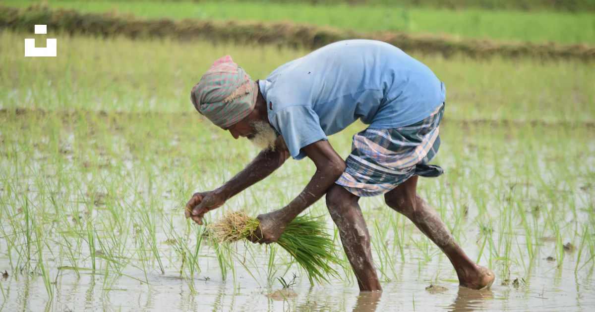 Homme en t-shirt bleu plantant du riz dans les champs photo – Image ...