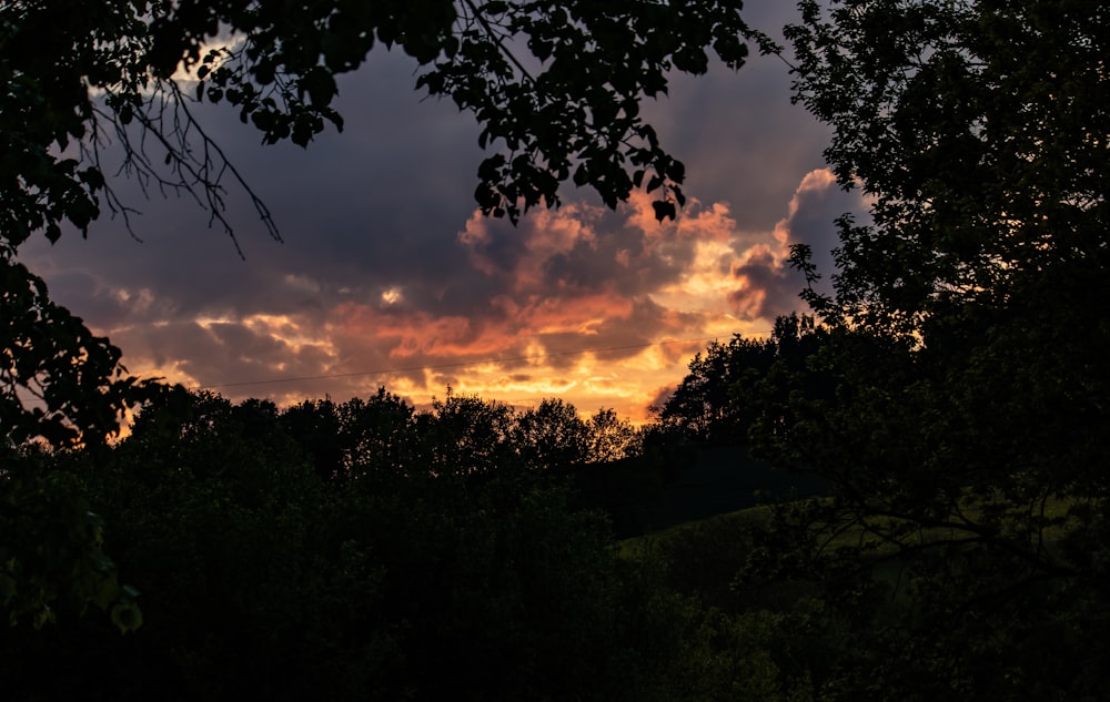 silhouette of tree during golden hour