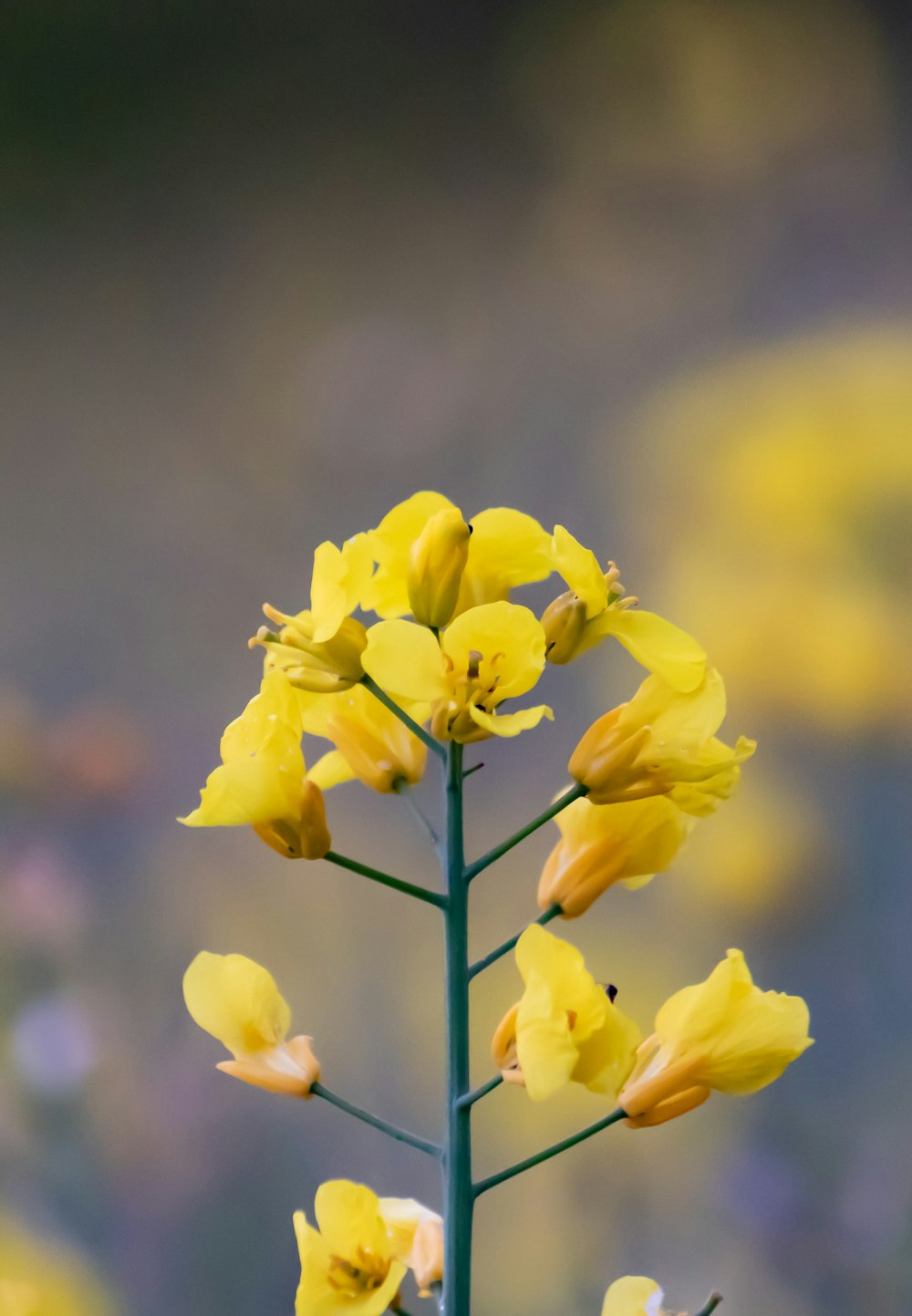 yellow-petaled orchid