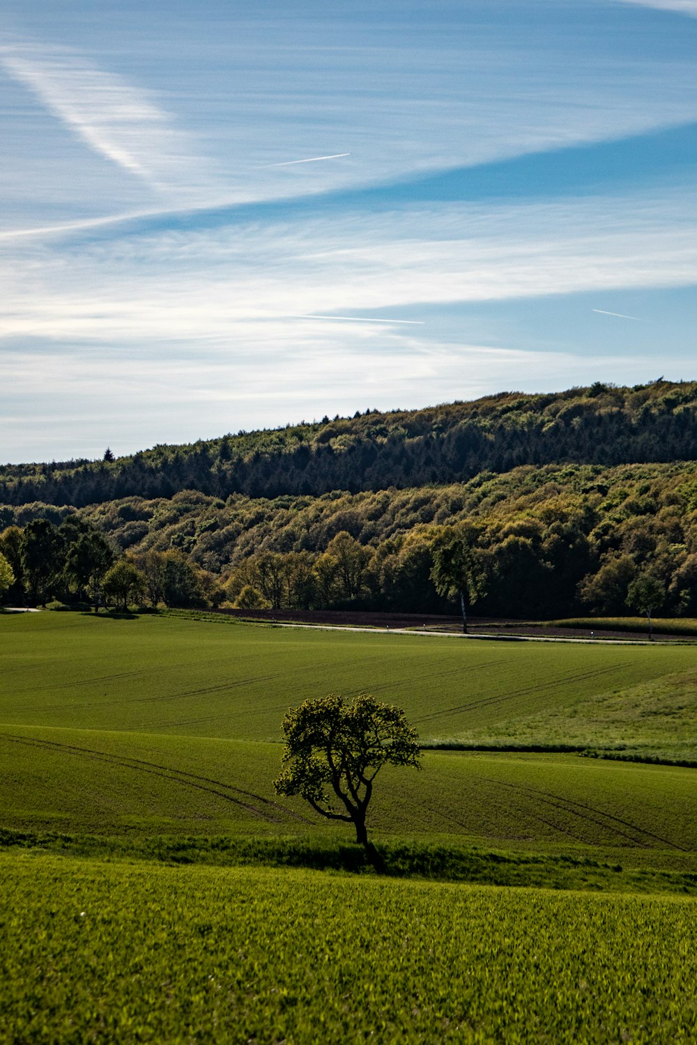 trees at daytime