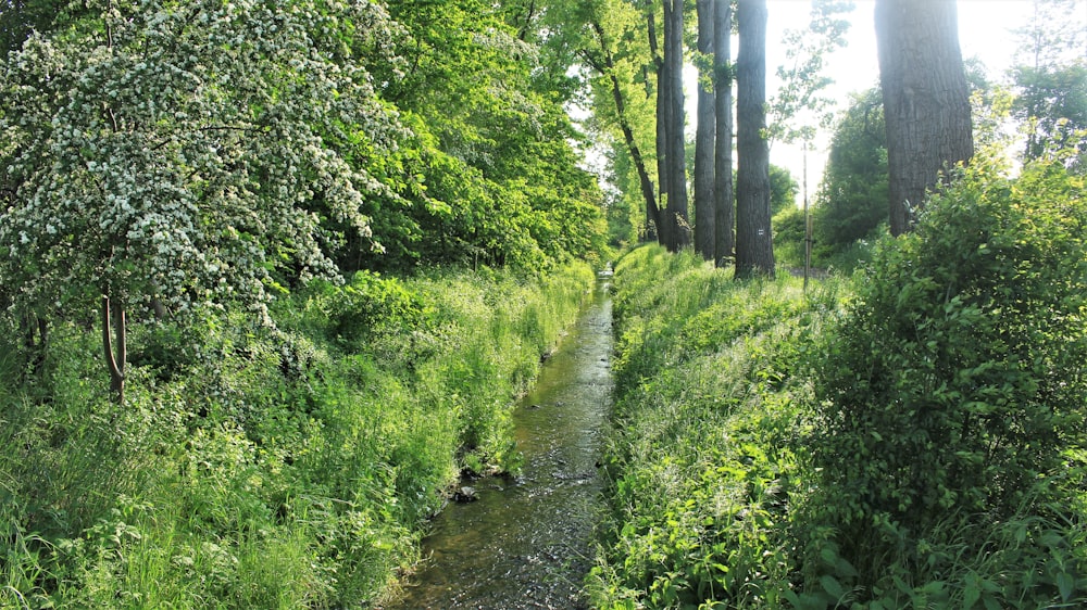 body of water between trees and gress